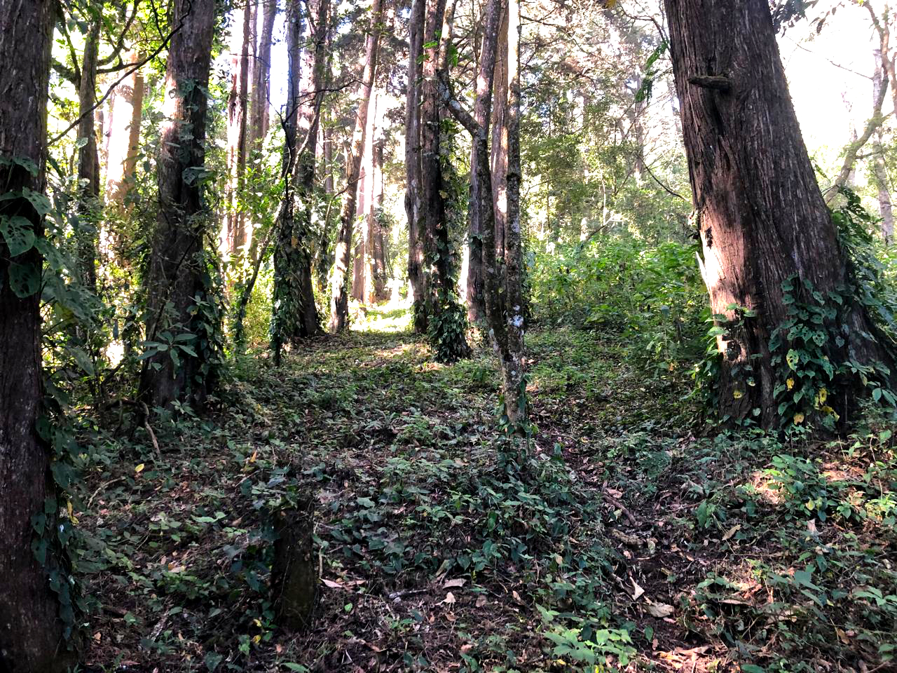 Terreno ideal para desarrollo de proyecto habitacional tipo loteación campestre, ubicado en Sacatepéquez.