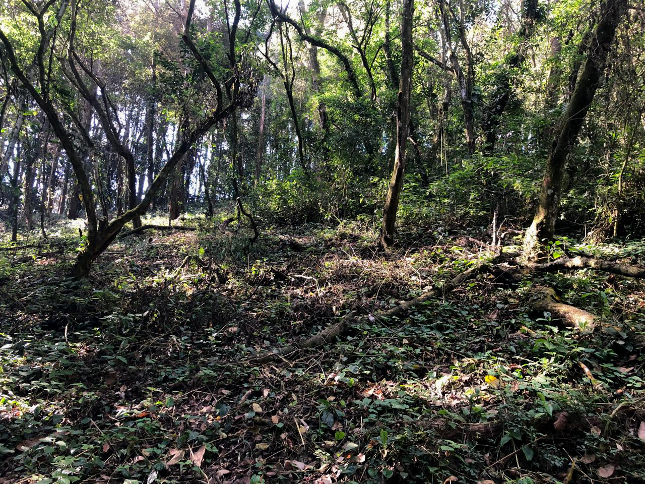 Terreno ideal para desarrollo de proyecto habitacional tipo loteación campestre, ubicado en Sacatepéquez.