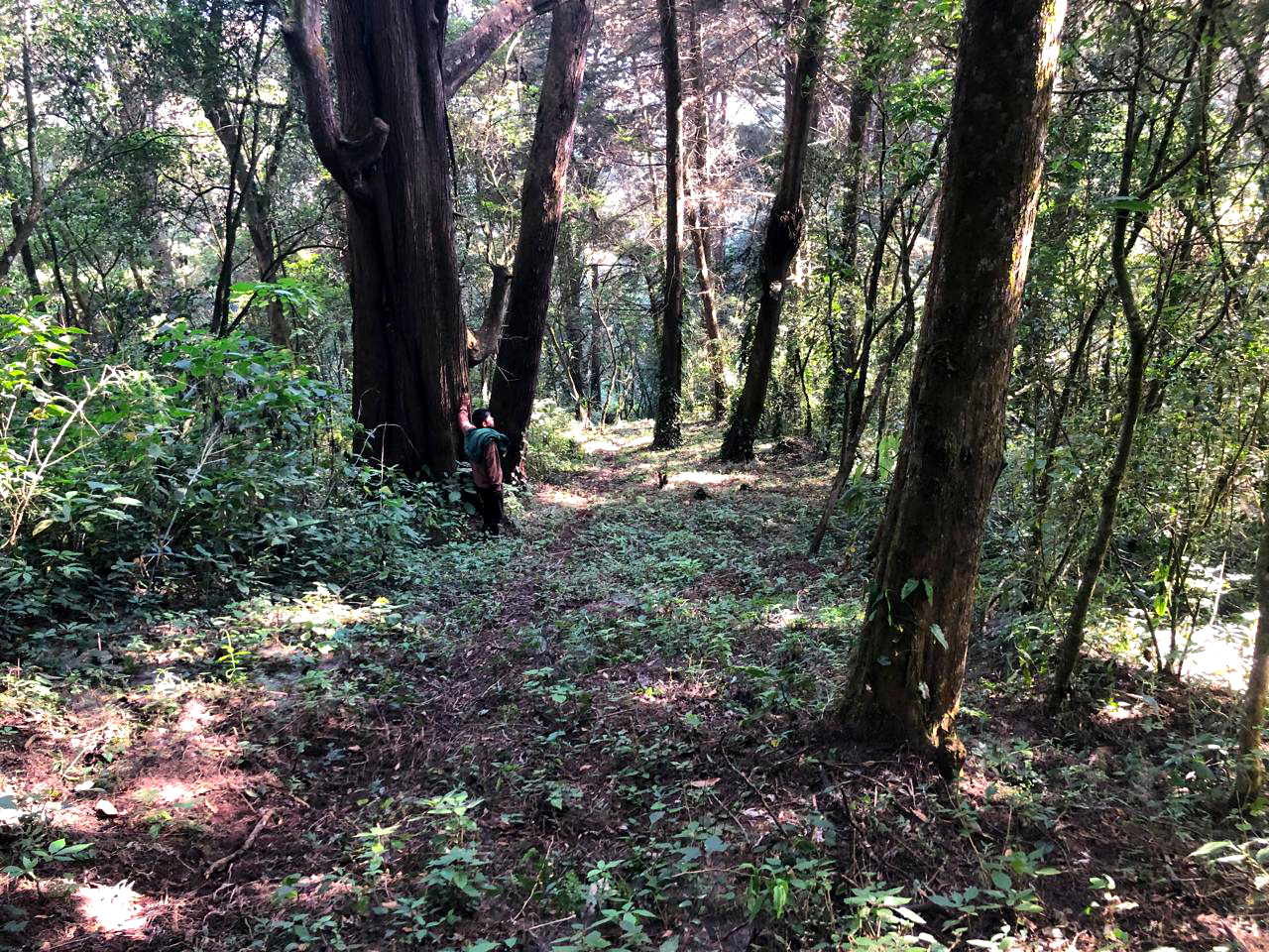 Terreno ideal para desarrollo de proyecto habitacional tipo loteación campestre, ubicado en Sacatepéquez.
